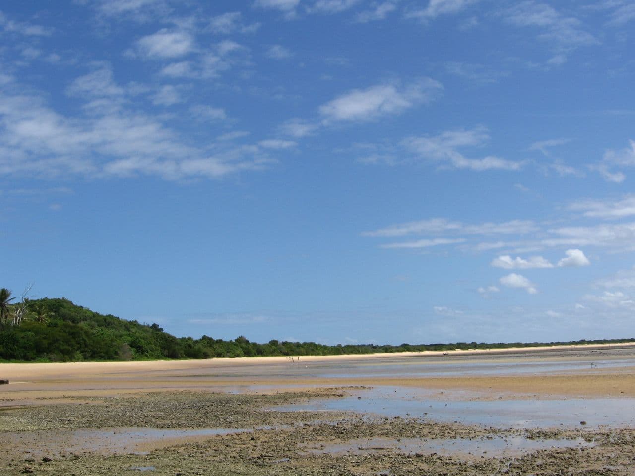 Mangroves along the Mozambican coast