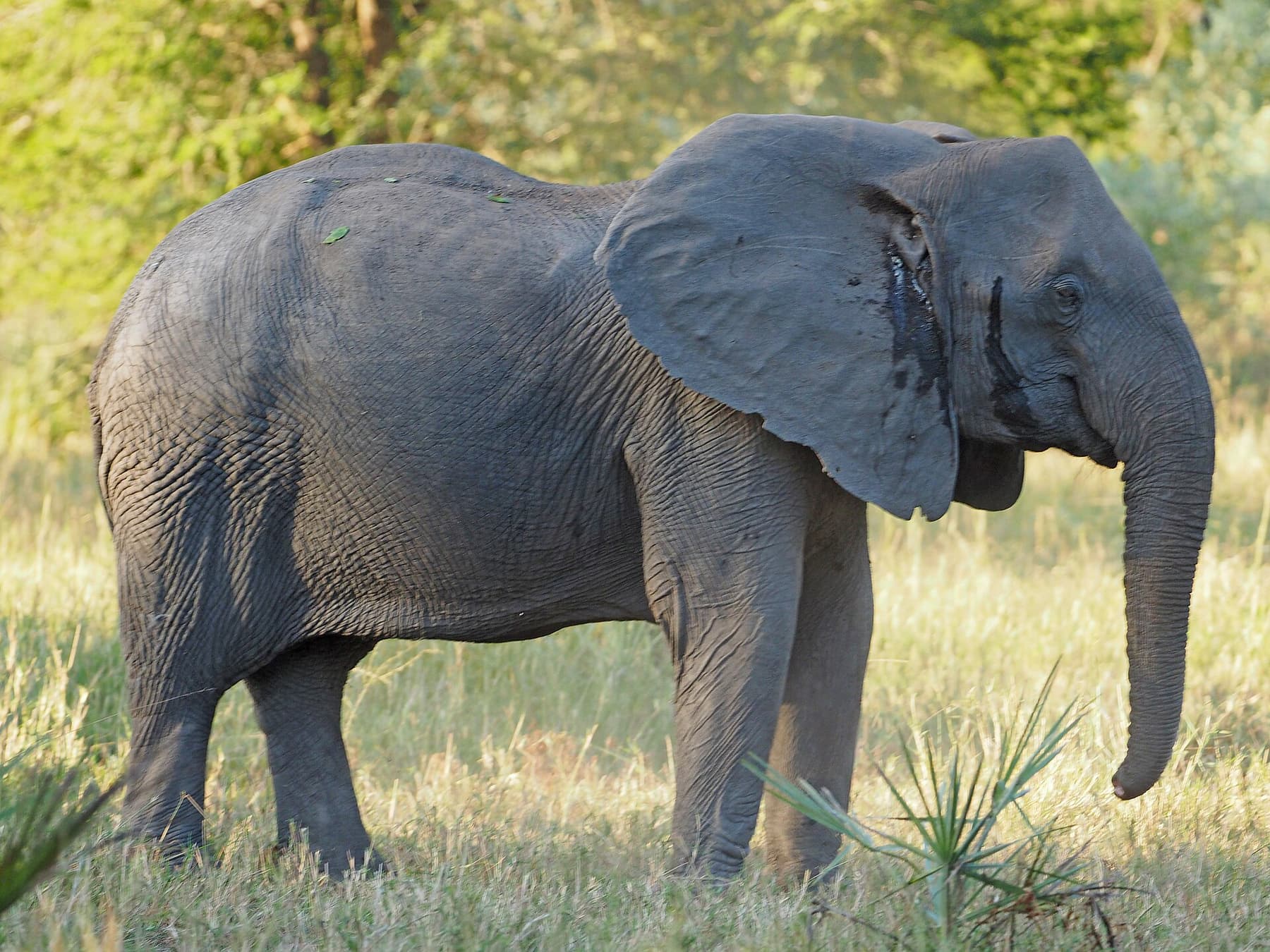 Elephant in Gorongosa National Park