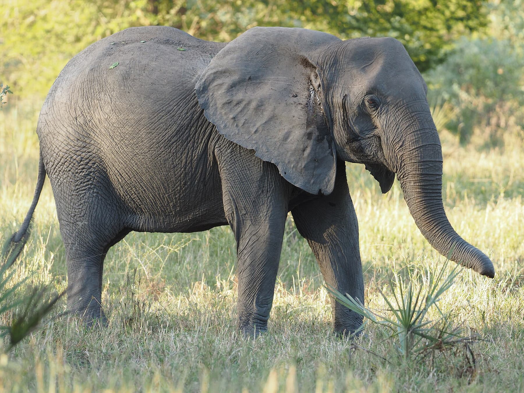 Gorongosa Chitengo Camp