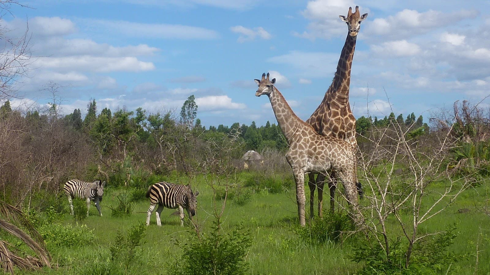 Giraffes and zebras in Maputo National Park