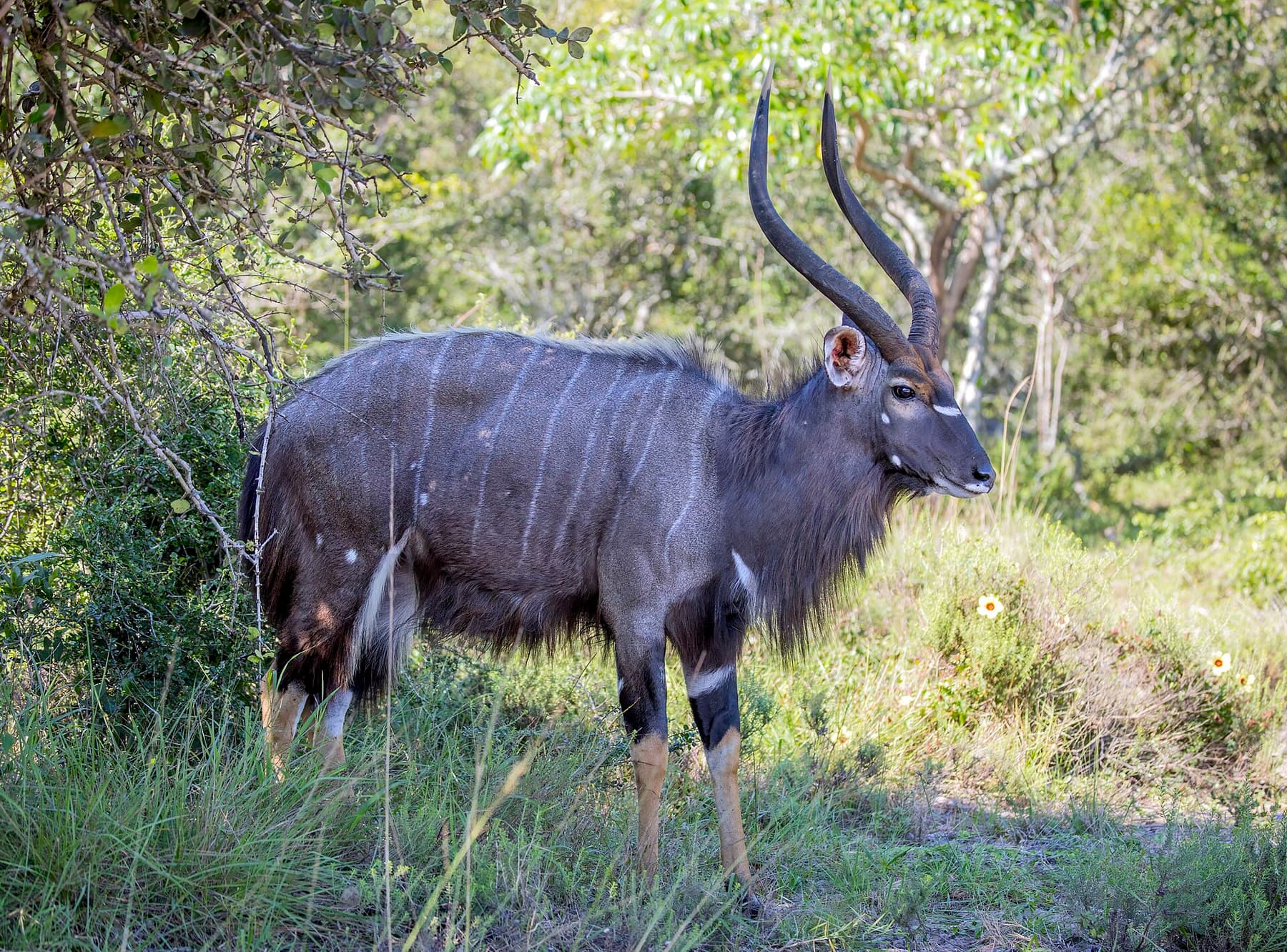 Nyala in Maputo National Park