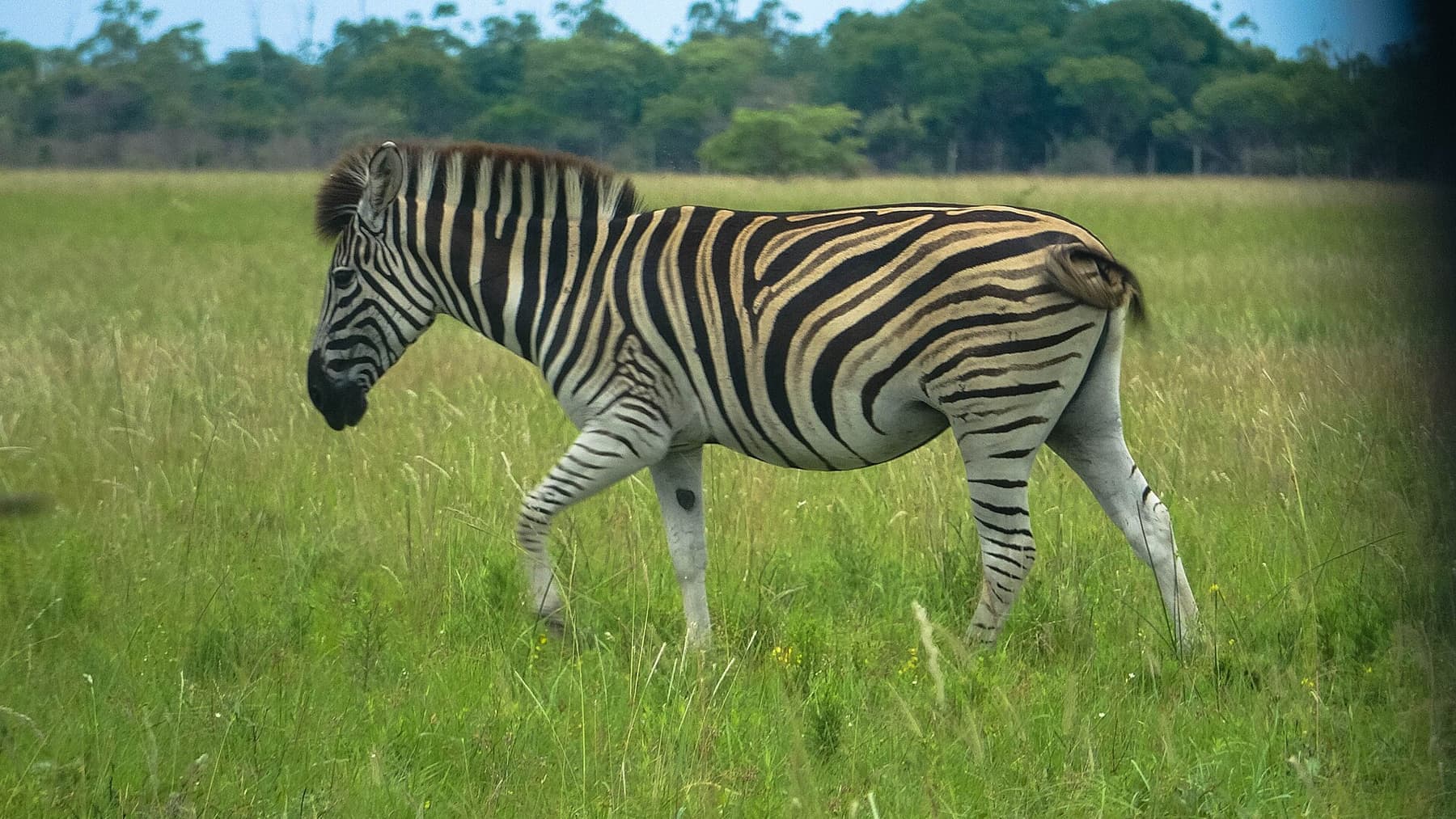 Zebra in Maputo National Park
