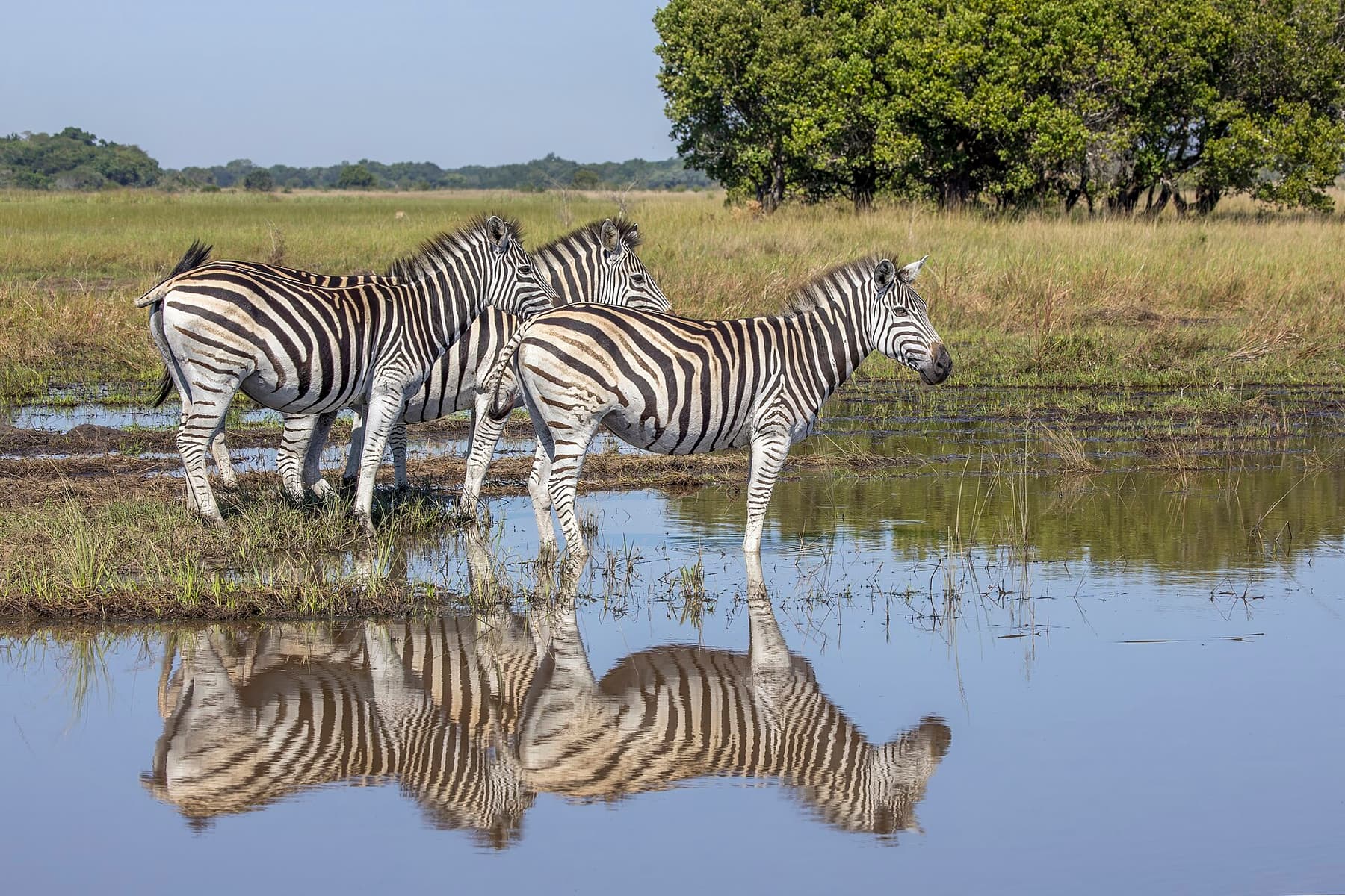Plains zebras in Maputo National Park