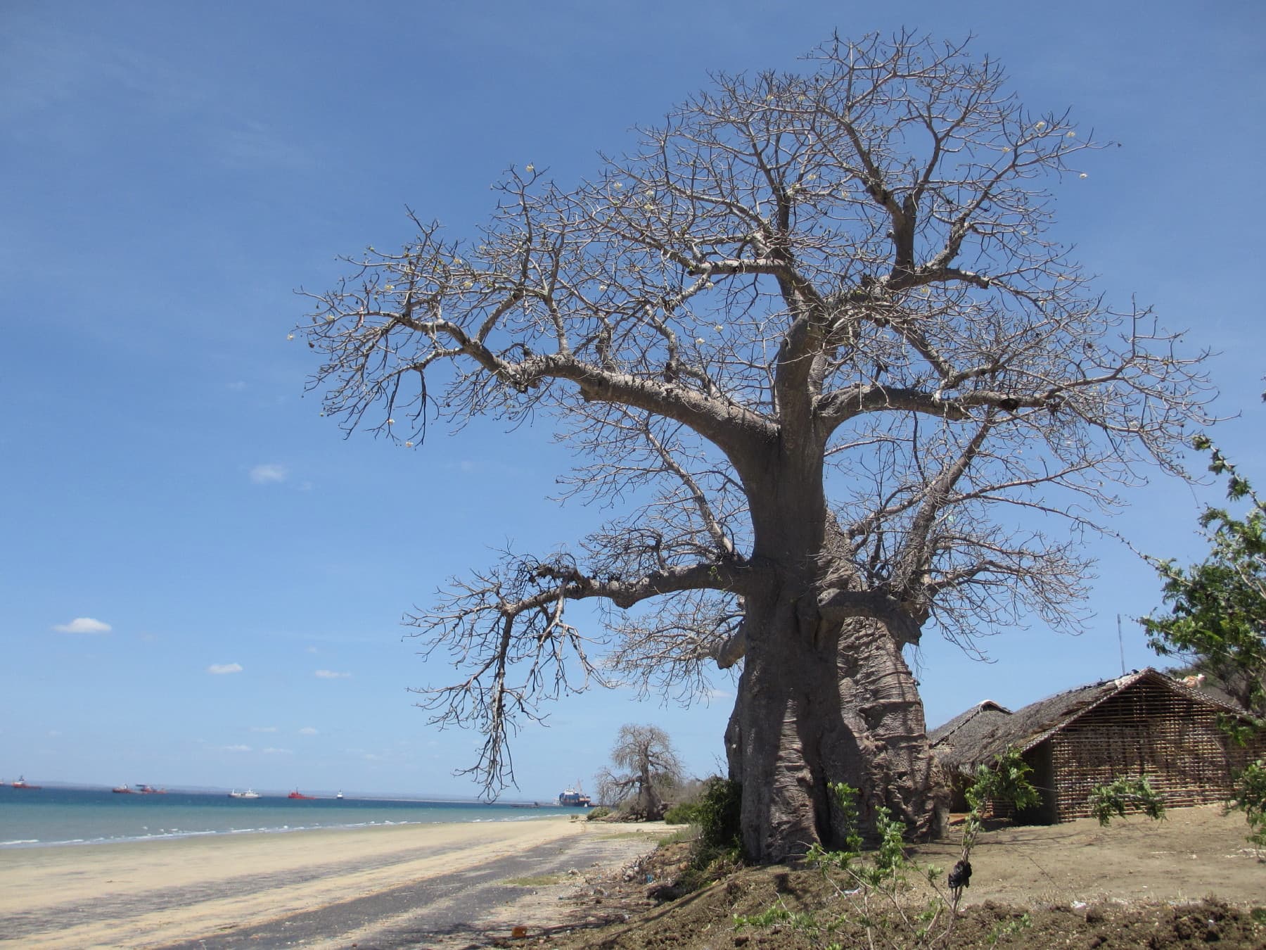 Baobab tree above Pemba Bay