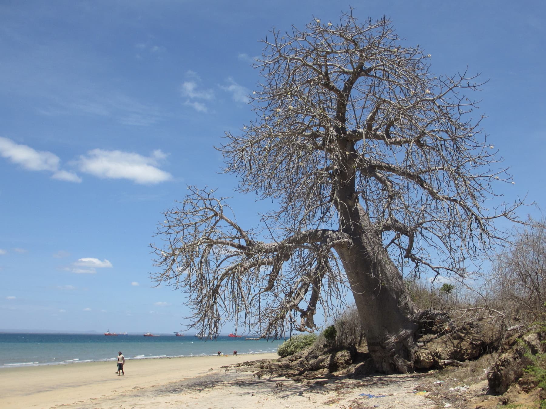 Adansonia digitata on the shore of Pemba Bay
